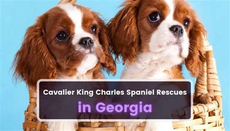 cavalier rescue of georgia